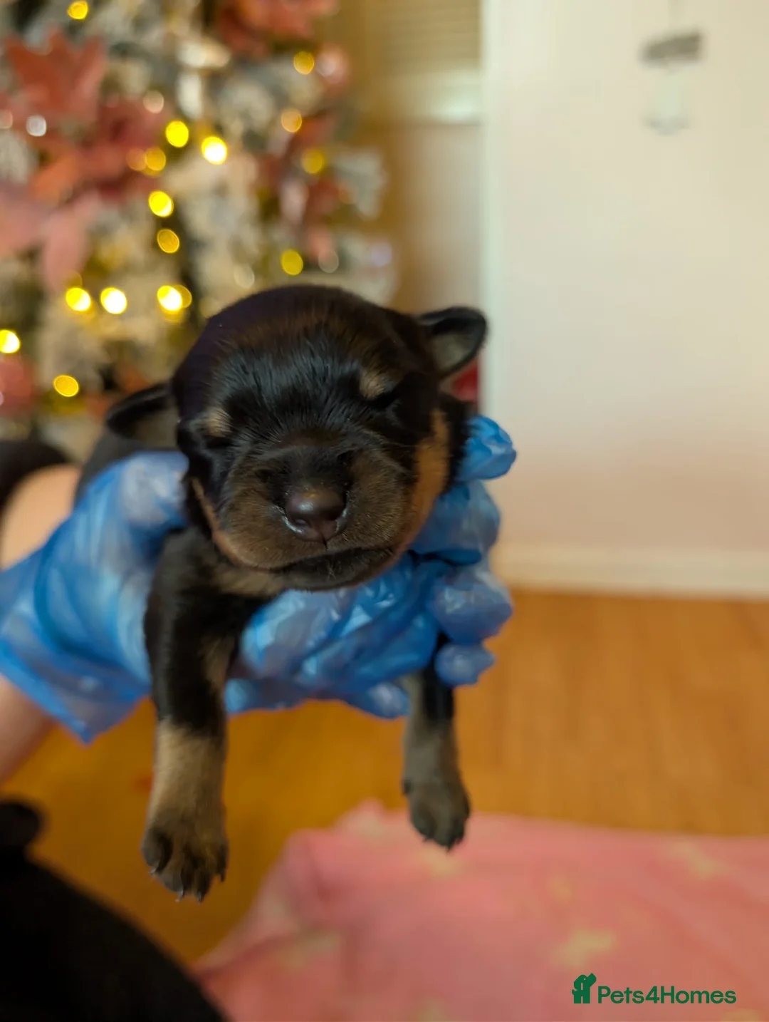 Rottweiler dogs for sale: Female ready to leave 23rd February  - Advert 2