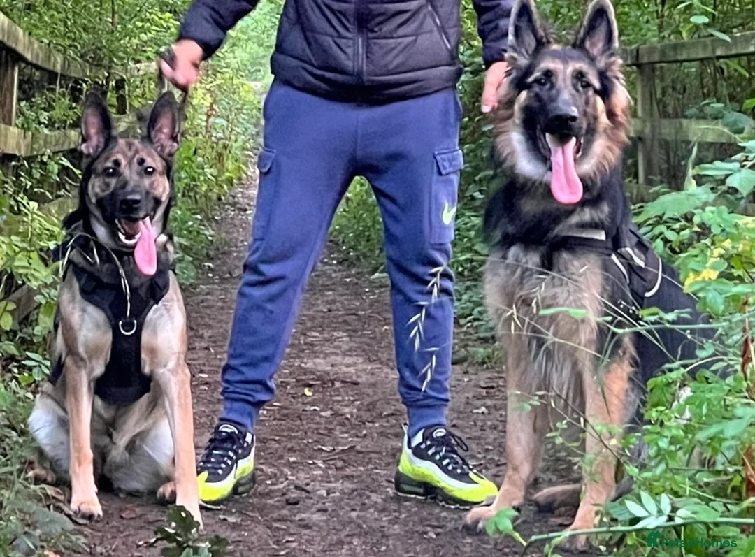 Mixed Breed dogs for sale: Stunning German Shepherd x Belgian Malinois Litter - Advert 9