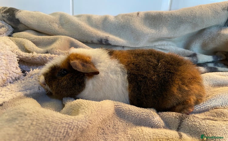 Guinea Pig rodents - Advert 2