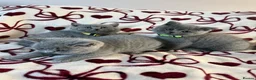 British Shorthair cats for sale: Beautiful British Shorhair Kittens for Sale - Advert 5