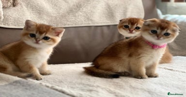 Scottish Fold cats - Advert 3
