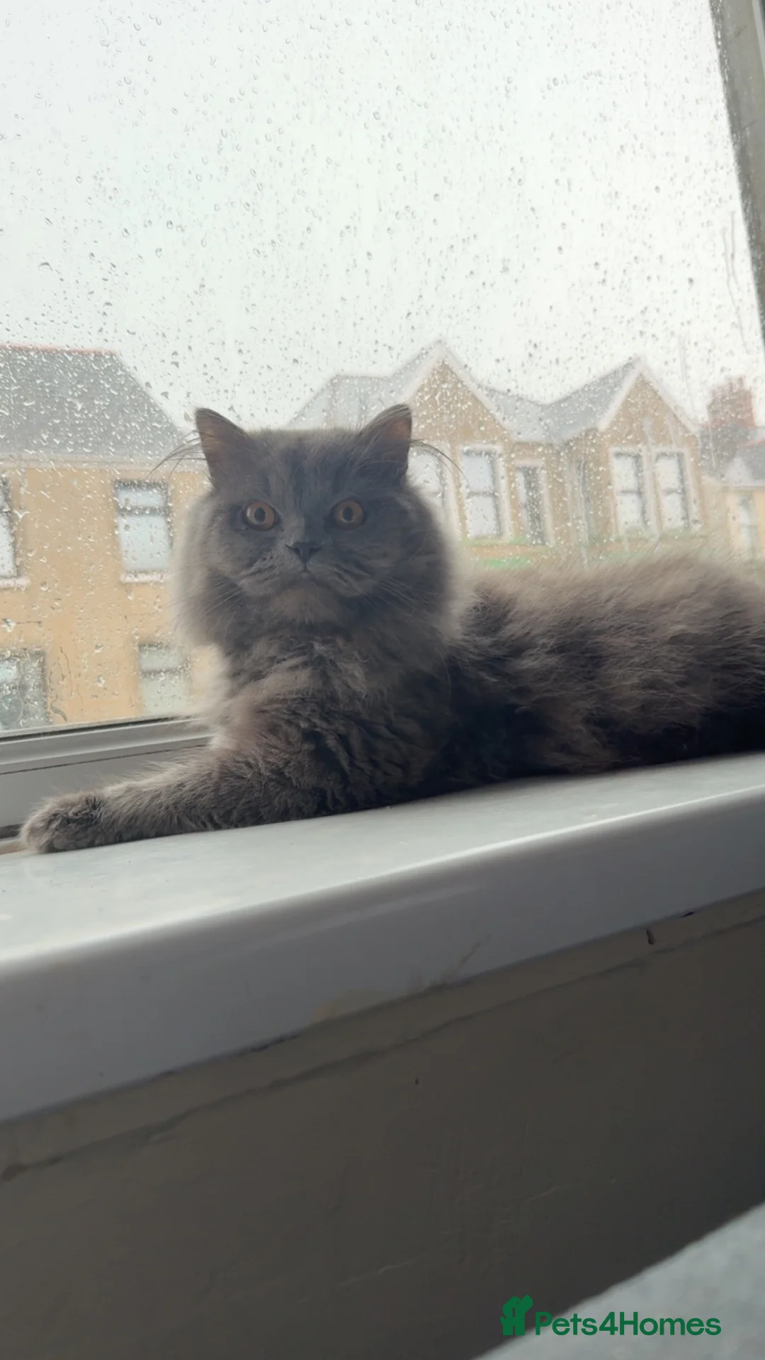 Mixed Breed cats for sale: MUM IS TORTOISE SHELL AND FATHER PERSIAN X RAGDOLL in Milford Haven - Advert 2