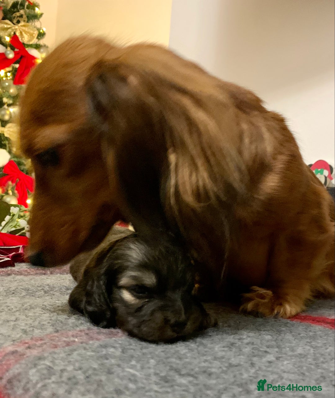 Miniature Dachshund dogs for sale: KC Registered true to type Longhaired mini’s - Advert 9