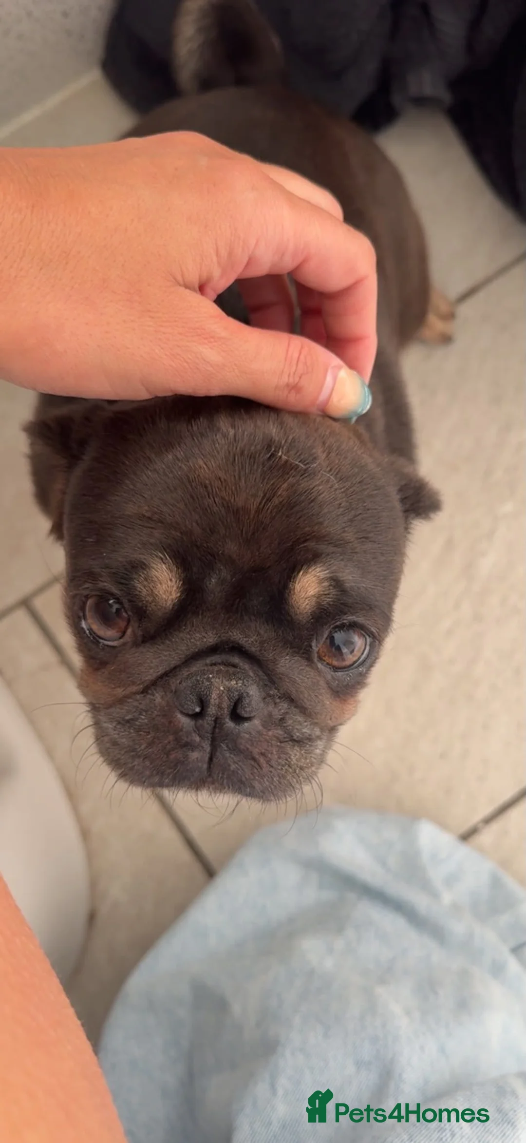 Pug dogs for sale: Pug Puppies - Advert 1
