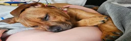 Mixed Breed dogs for sale: 3 year old female crossbreed  - Advert 5
