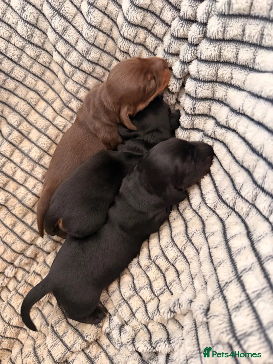 Miniature Dachshund dogs for sale: Miniture dachounds  in Bruton - Advert 6