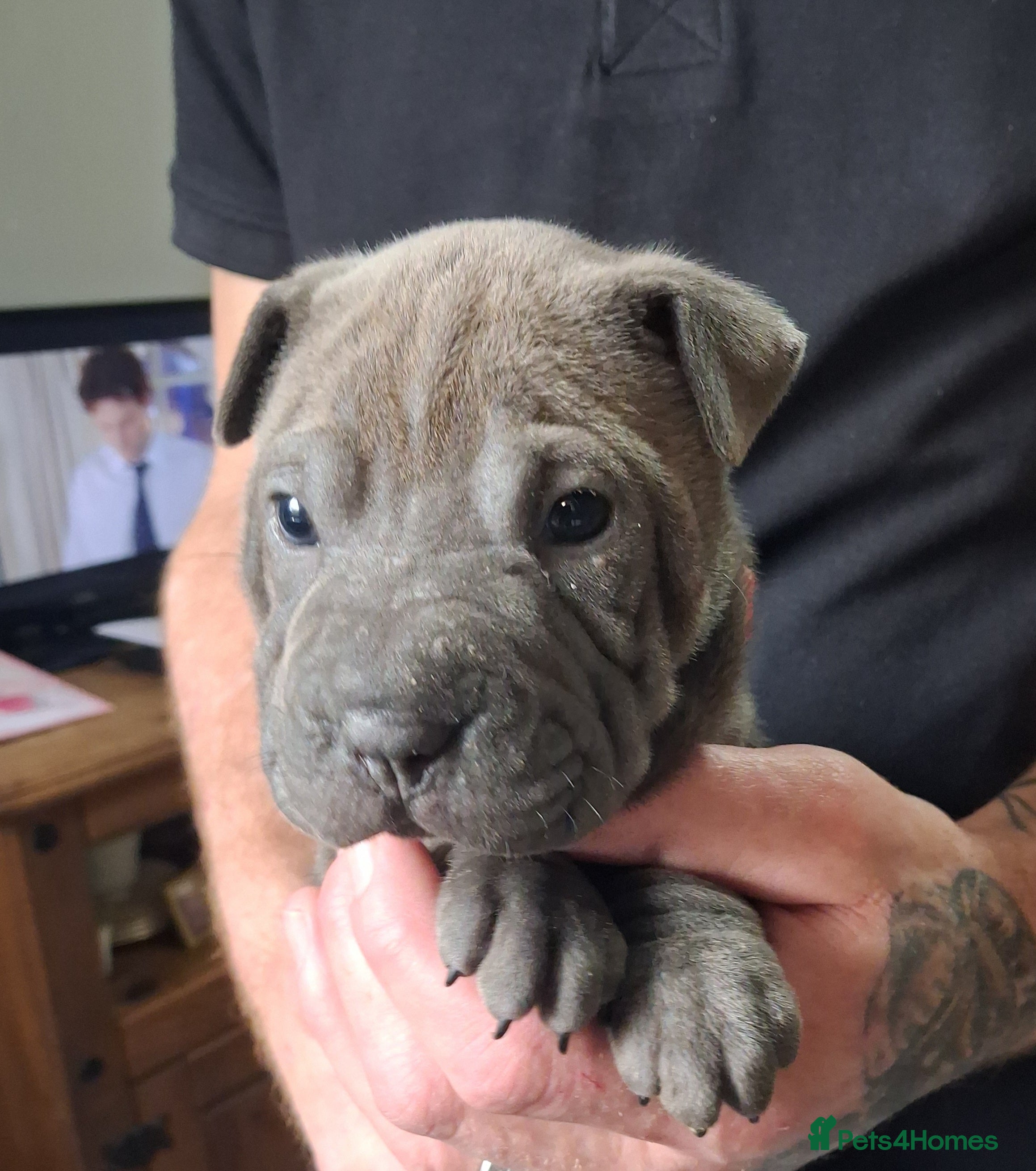 Staffordshire Bull Terrier dogs Blue staffy x sharpei  - Advert 12