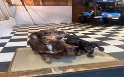 Miniature Dachshund dogs for sale: Miniature dachshunds (council licensed breeder) - Image 19