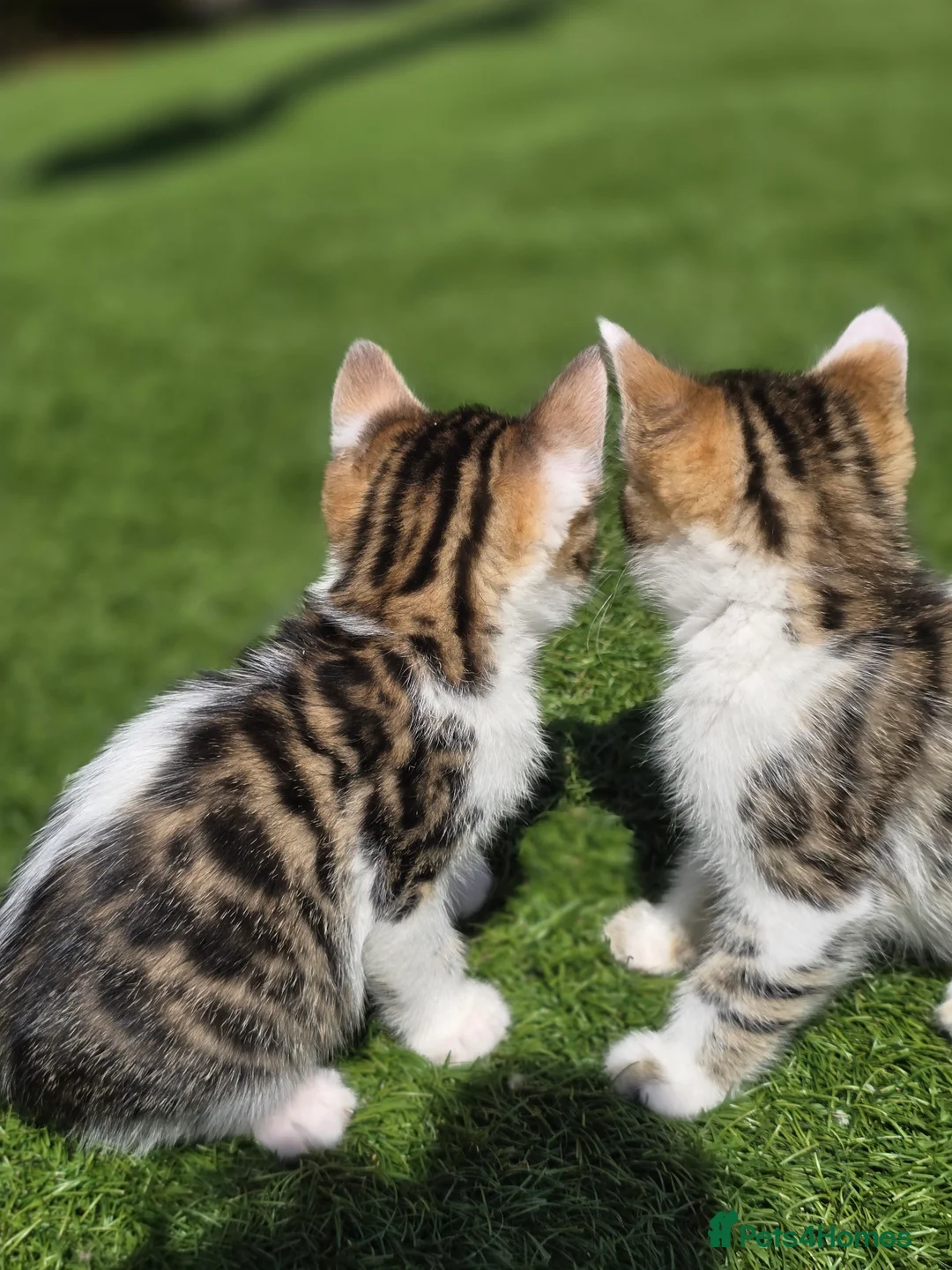 Bengal cats for sale: Bengal cross tabby Ready now in Croydon - Advert 8
