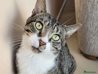 Domestic Shorthair cats Sweet Totoro is looking for his forever home! - Advert 3