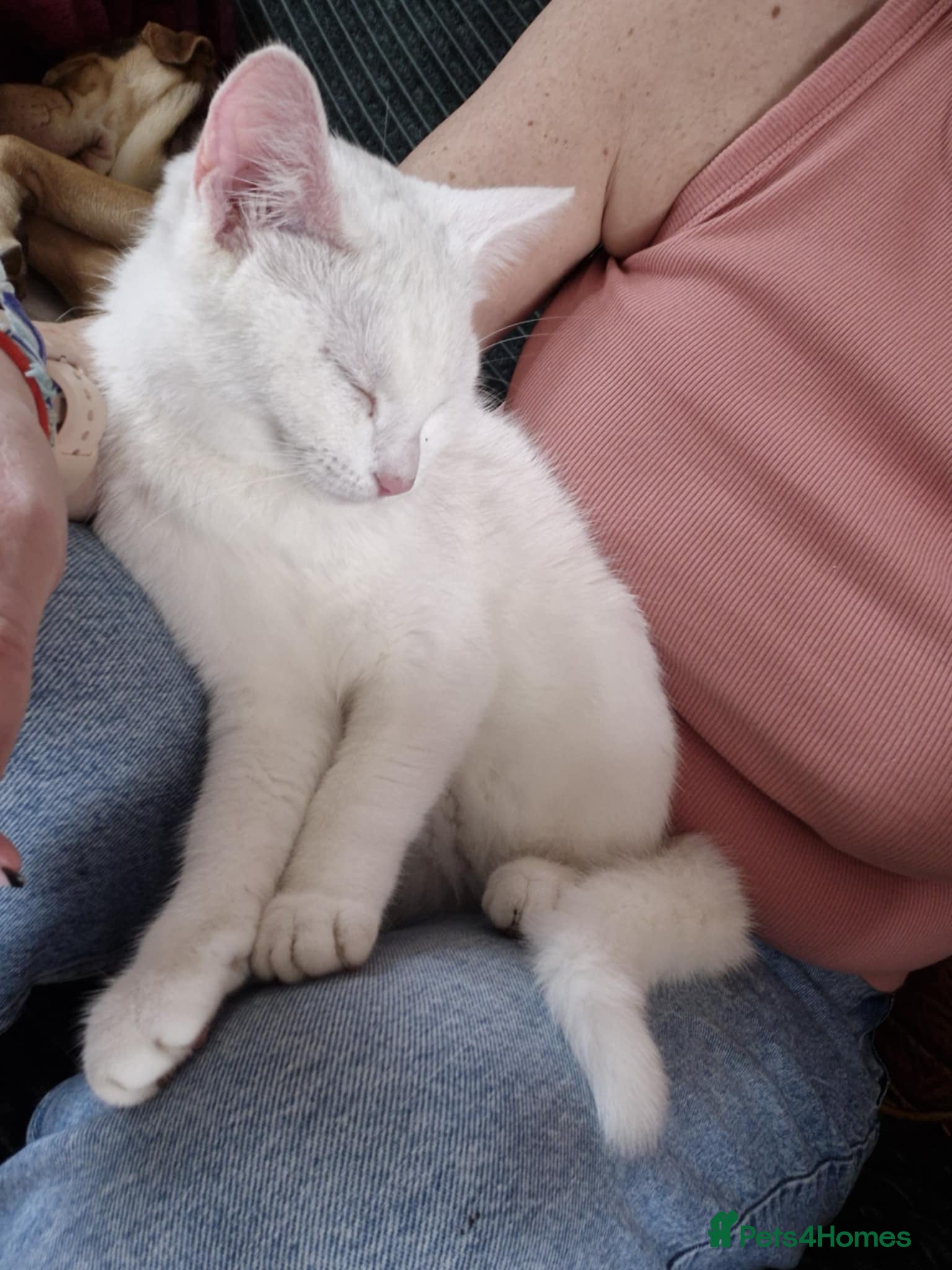 American Shorthair cats Kitties for sale  - Advert 5