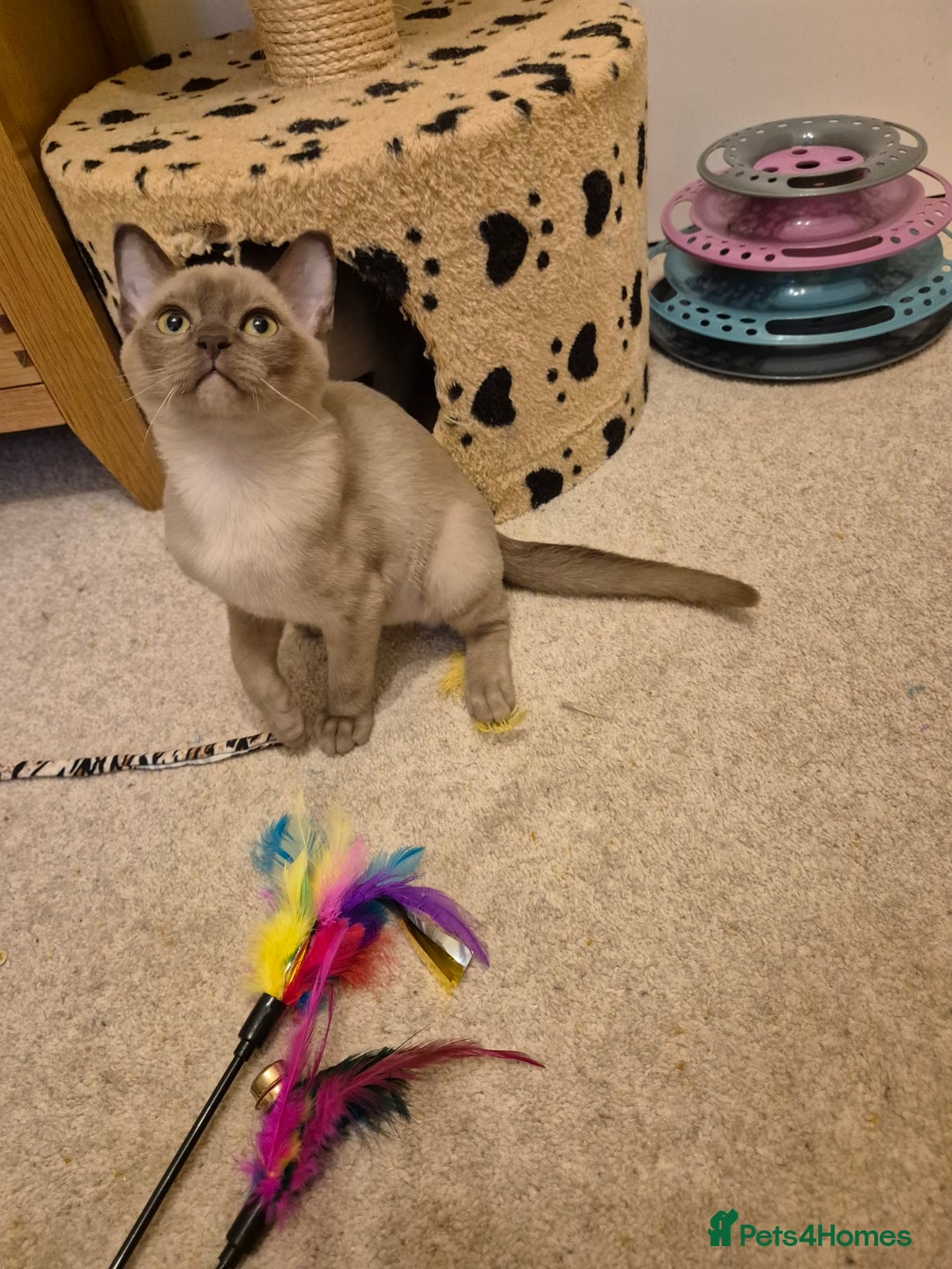 Burmese cats for sale: Pedigree Burmese Kittens - Advert 18