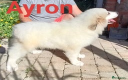 Pyrenean Mountain Dog dogs for sale: Beautiful Pyrenean Mountain Dogs puppies for sale - Image 5