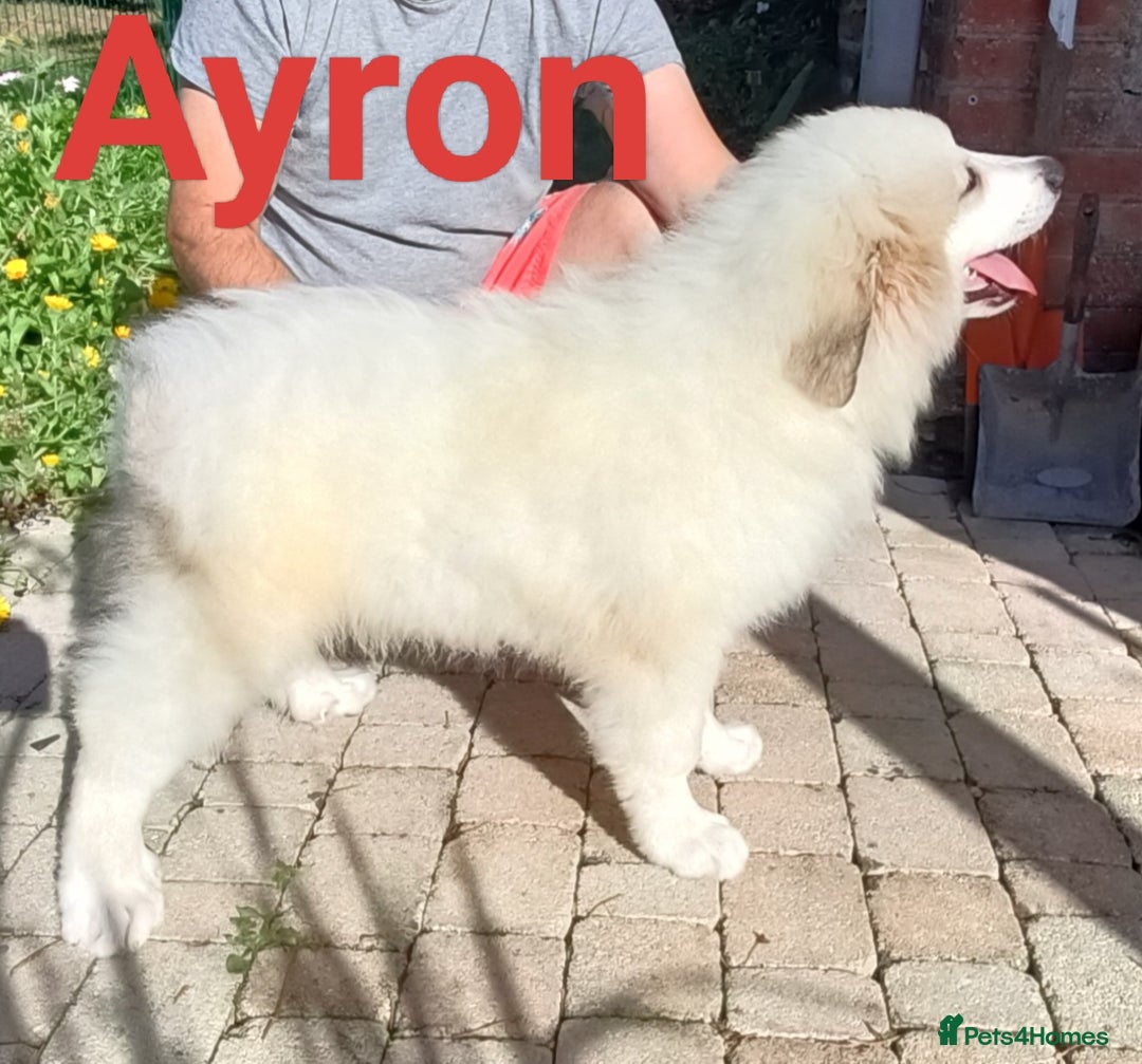 Pyrenean Mountain Dog dogs for sale: Beautiful Pyrenean Mountain Dogs puppies for sale - Image 5