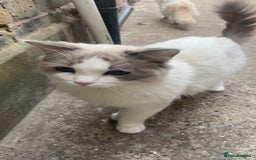 Ragdoll cats for stud: GCCF & TICA BLUE BICOLOUR RAGDOLL STUD  in Gravesend - Image 2