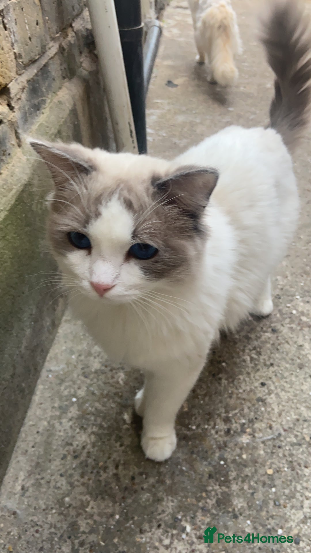 Ragdoll cats for stud: GCCF & TICA BLUE BICOLOUR RAGDOLL STUD  in Gravesend - Image 2