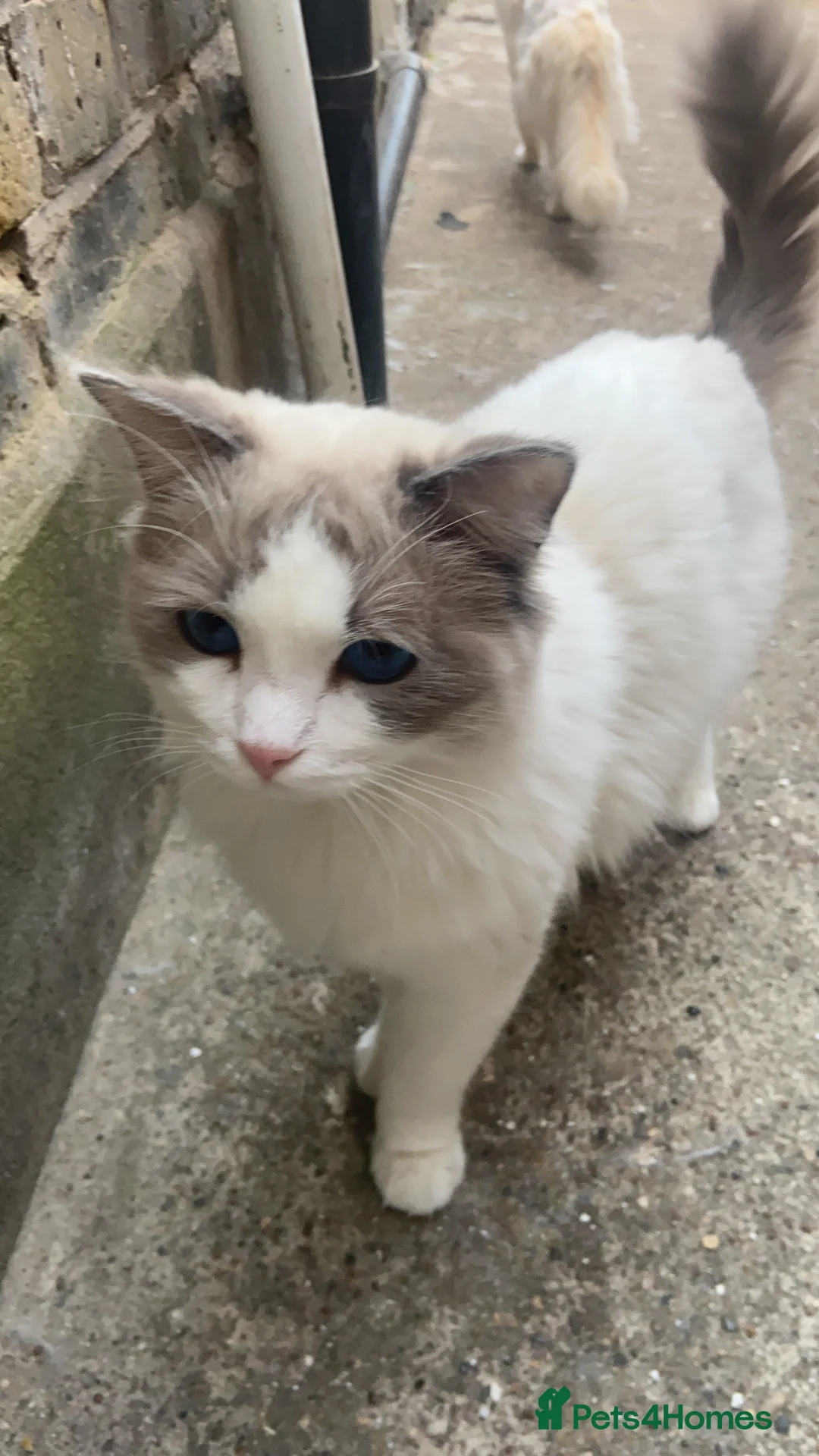 Ragdoll cats for stud: GCCF & TICA BLUE BICOLOUR RAGDOLL STUD  in Gravesend - Advert 2