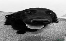 Cocker Spaniel dogs for sale: Cocker Spaniel  - Image 6