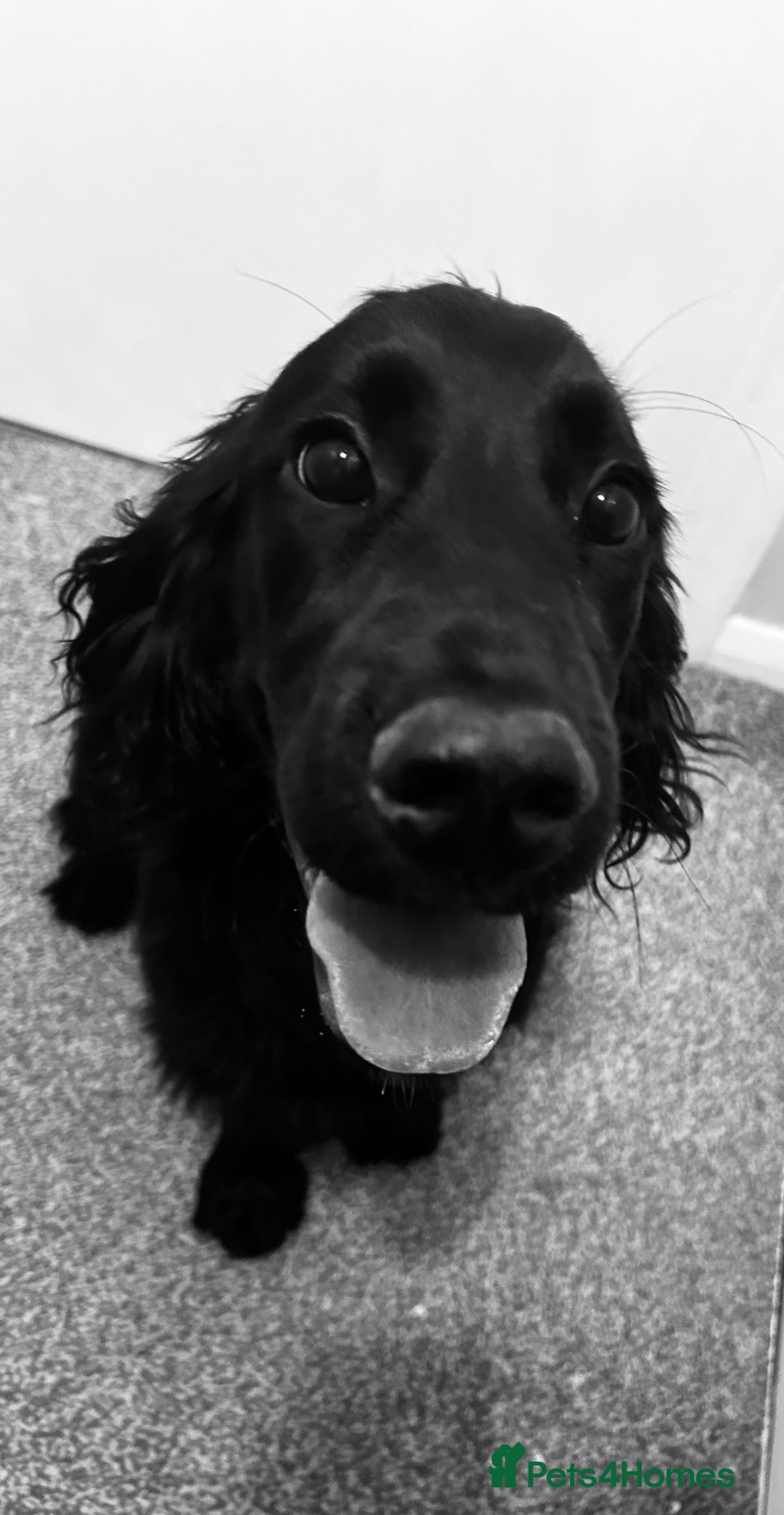Cocker Spaniel dogs for sale: Cocker Spaniel  - Image 6