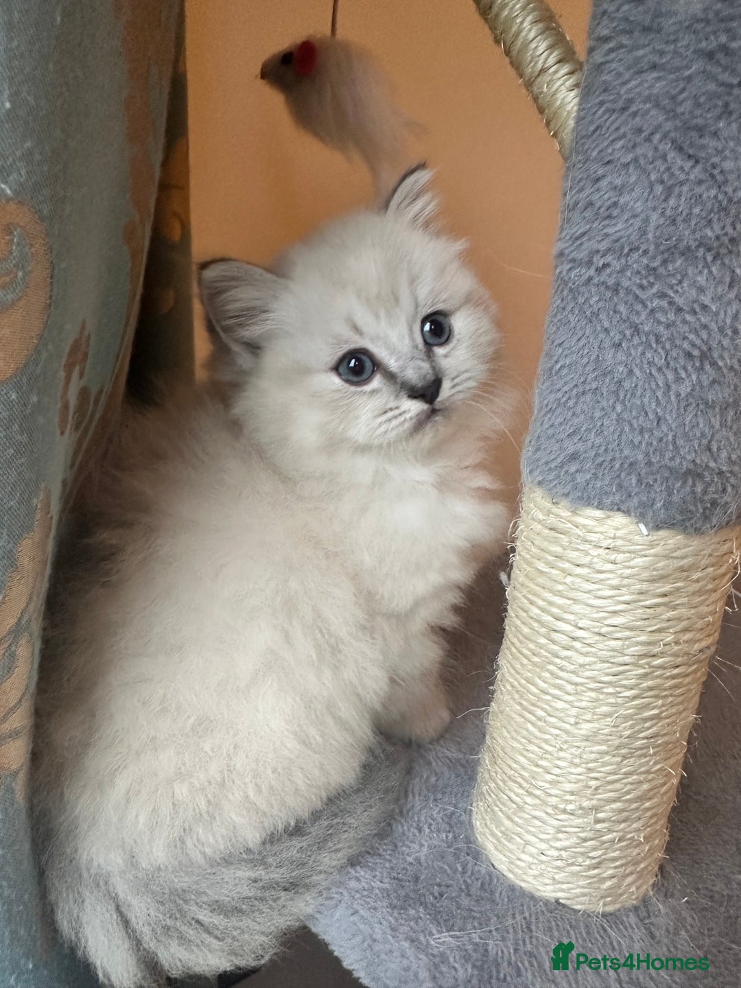 Neva Masquerade cats for sale: Gorgeous Neva Masquerade/British Blue Kittens  - Advert 15