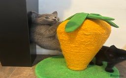 American Shorthair cats for sale: American short haired cross Norwegian forest cat - Image 4