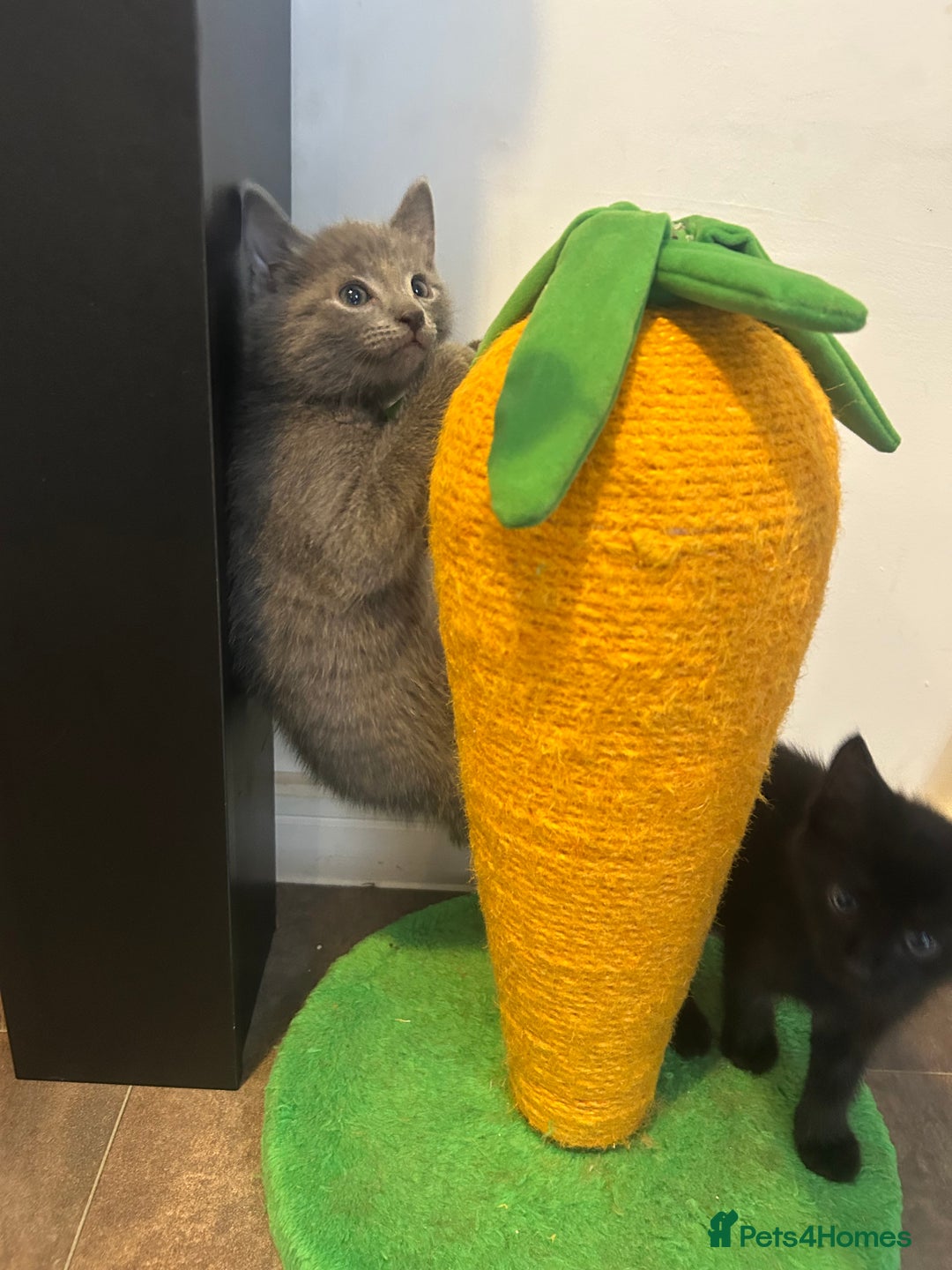 American Shorthair cats for sale: American short haired cross Norwegian forest cat - Image 4