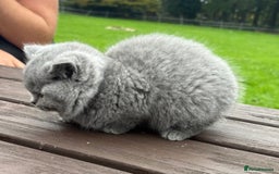 British Shorthair cats for sale: 2 left ready for new home this Saturday  - Advert 5