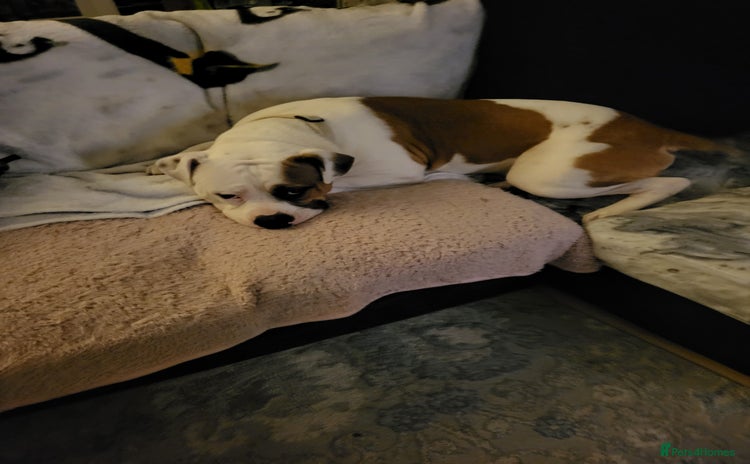 Mixed Breed dogs - Advert 1