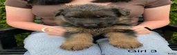 German Shepherd dogs for sale: STUNNING LONG HAIRED KC GERMAN SHEPHERD PUPPIES in Coalville - Advert 11