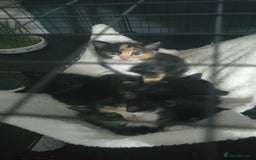 Mixed Breed cats for sale: 5 adorable kittens ready now  - Image 6