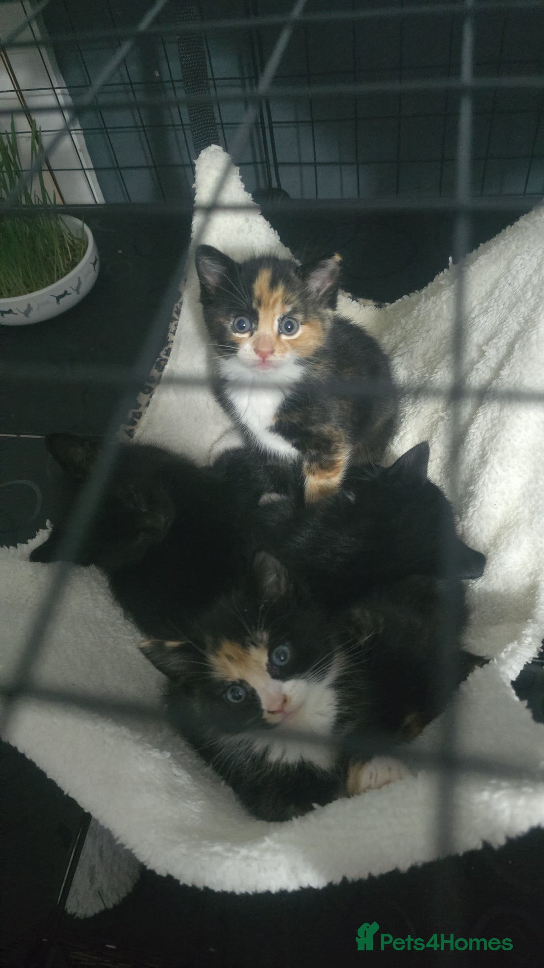 Mixed Breed cats for sale: 5 adorable kittens ready now  - Image 6