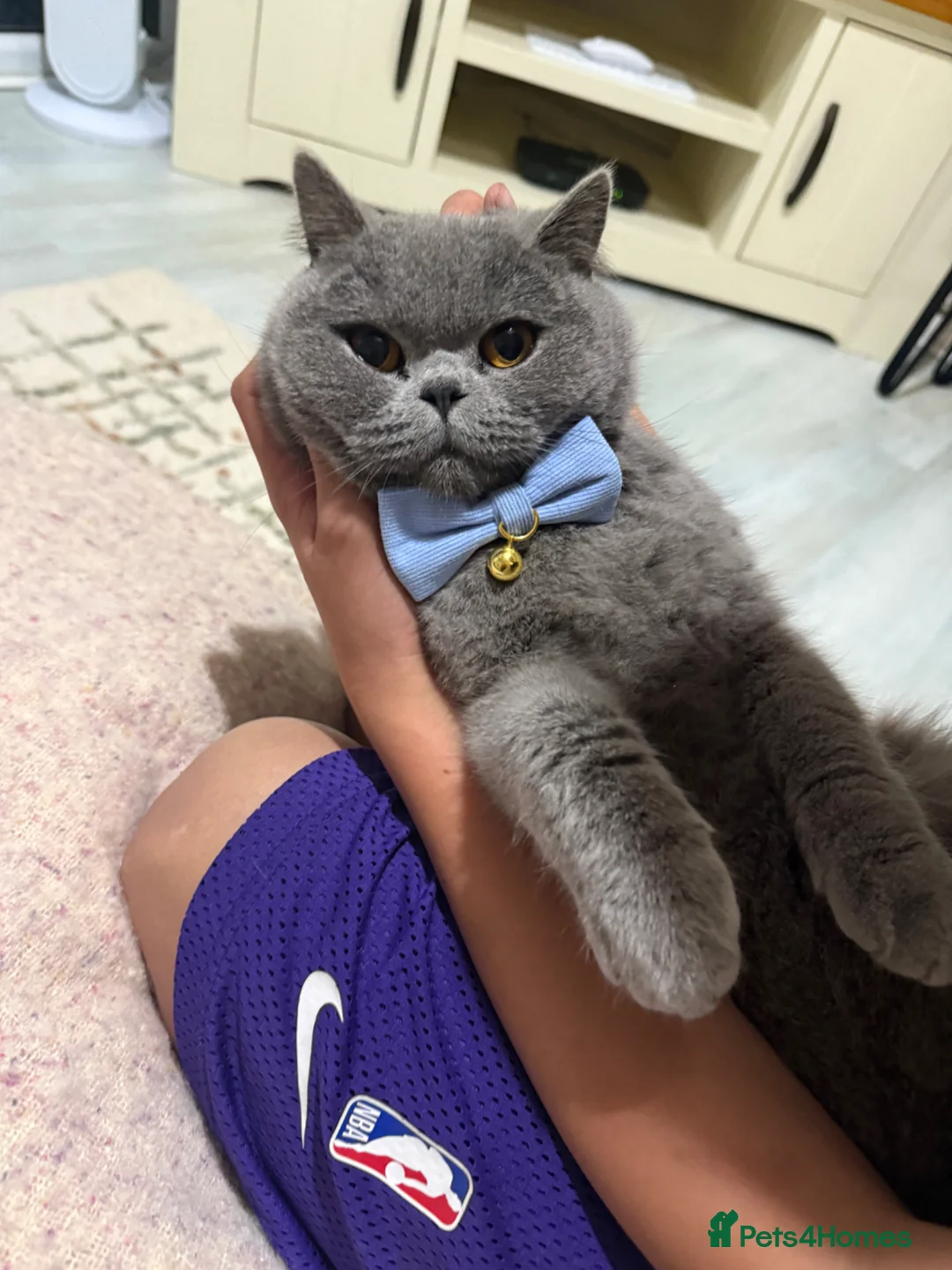 British Shorthair cats for sale: British shorthair blue male  - Advert 1