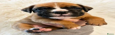 Boxer Puppy 1