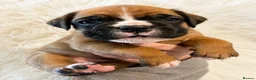 Boxer dogs for sale: BOXER pups - Advert 24