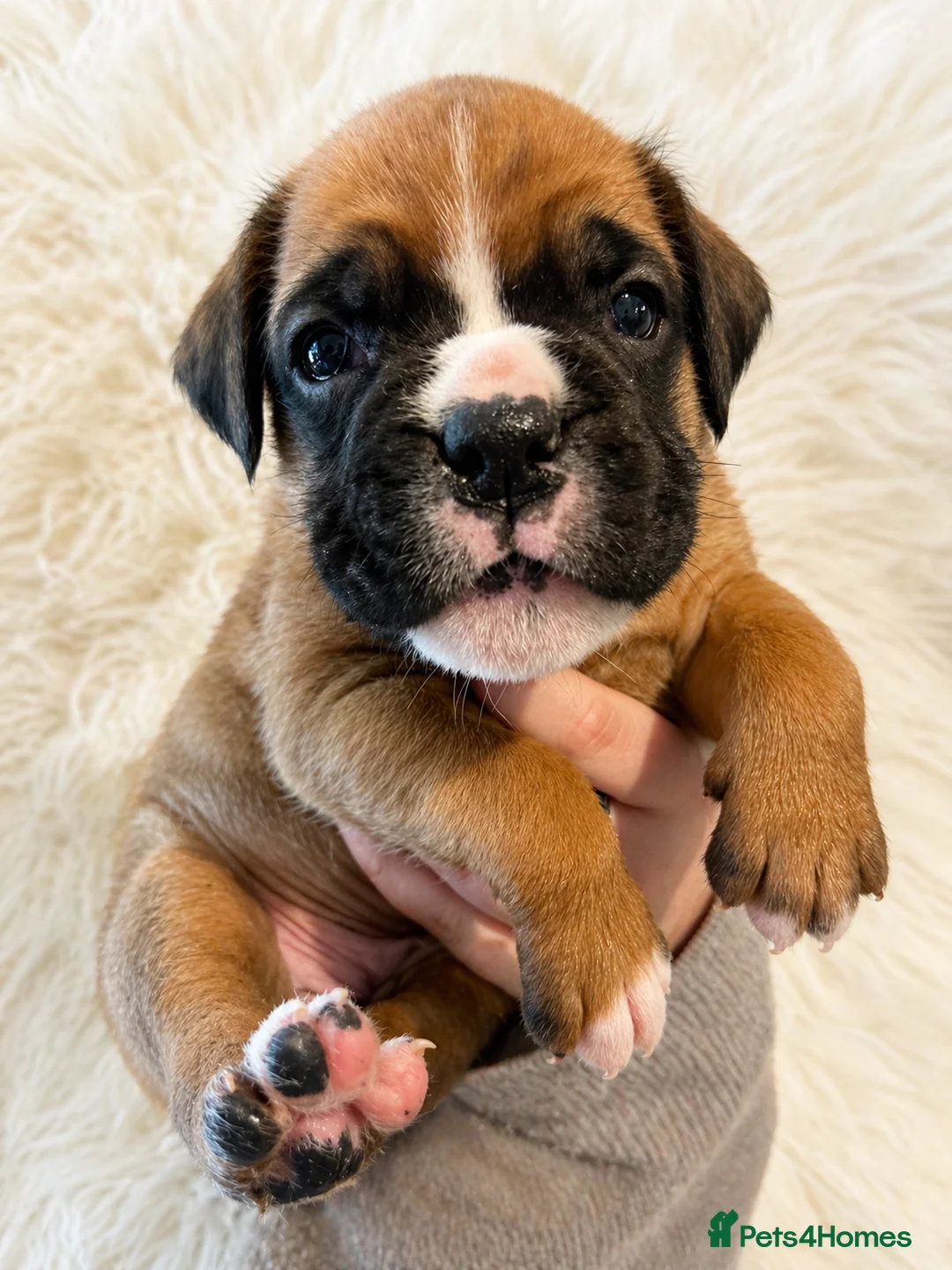 Boxer dogs for sale: BOXER pups - Advert 24