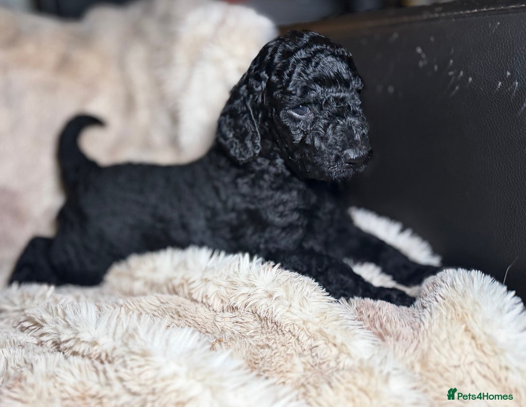 Goldendoodle dogs for sale: Goldendoodles Ready Next Week - Advert 16