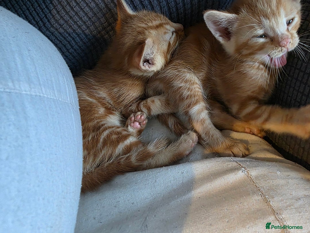 Mixed Breed cats for sale: 9 beautiful kittens - Advert 3