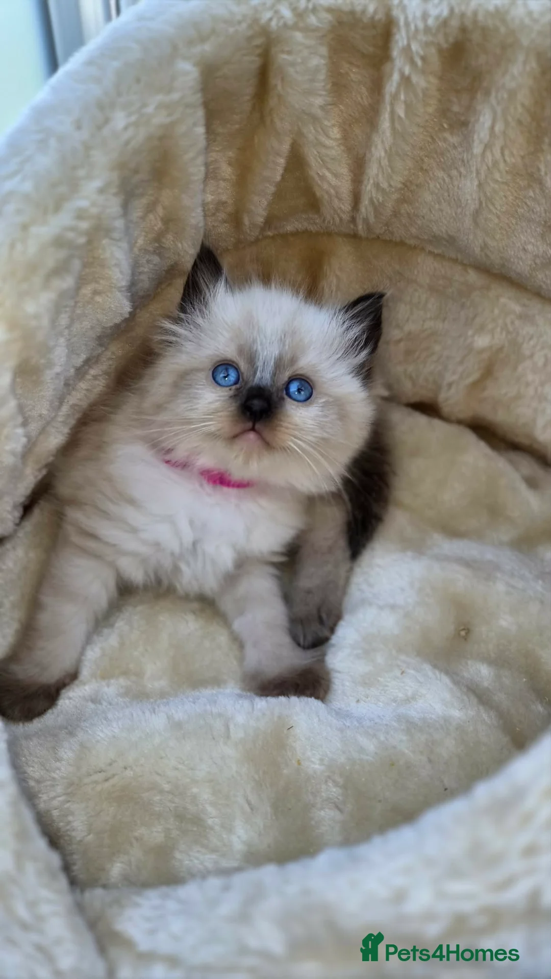 Ragdoll cats for sale: Ragdoll kittens *one female left* - Advert 2