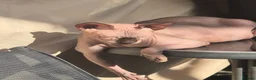 Sphynx cats for sale: A pair of sphynx - Advert 6