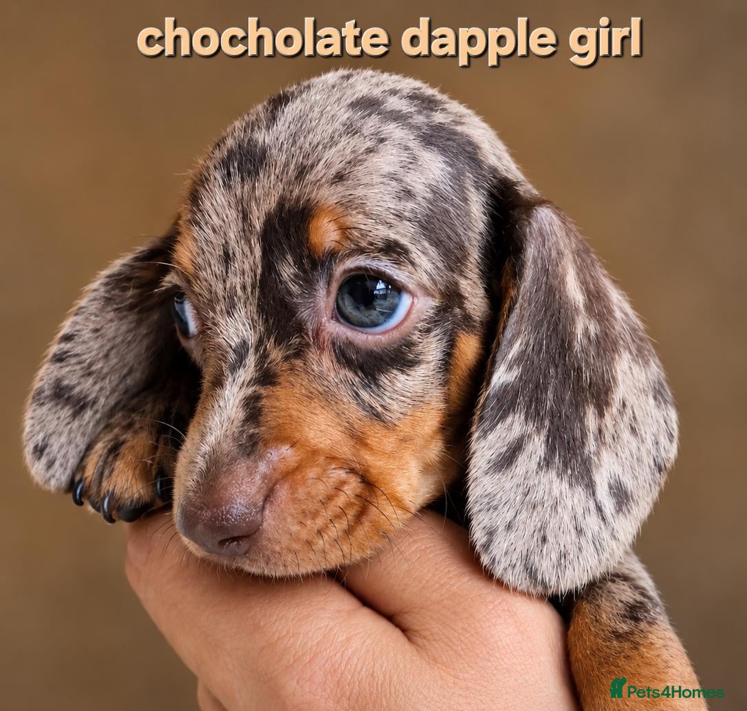 Miniature Dachshund dogs Stunning very tiny Beautiful dachshund babys ❤️❤️ - Advert 17