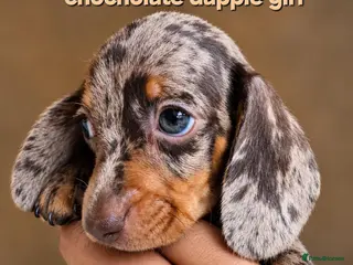 Miniature Dachshund dogs Stunning very tiny Beautiful dachshund babys ❤️❤️ - Advert 17
