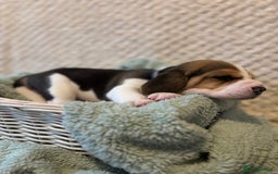 Beagle dogs for sale: KC registered Beagle puppies  - Image 28