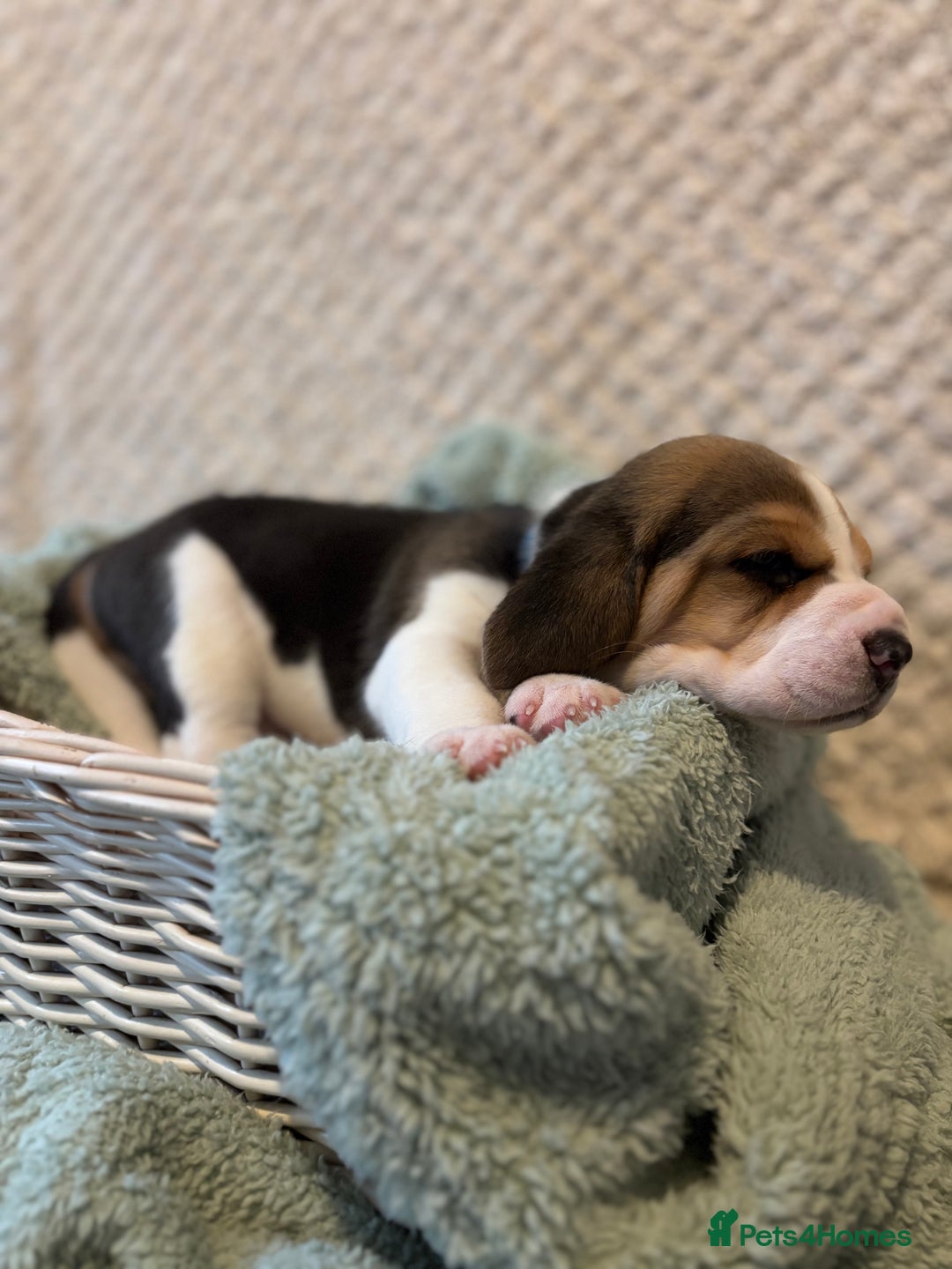 Beagle dogs for sale: KC registered Beagle puppies  - Image 28