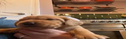 Bocker dogs for sale: Bocker puppies for sale - Advert 13