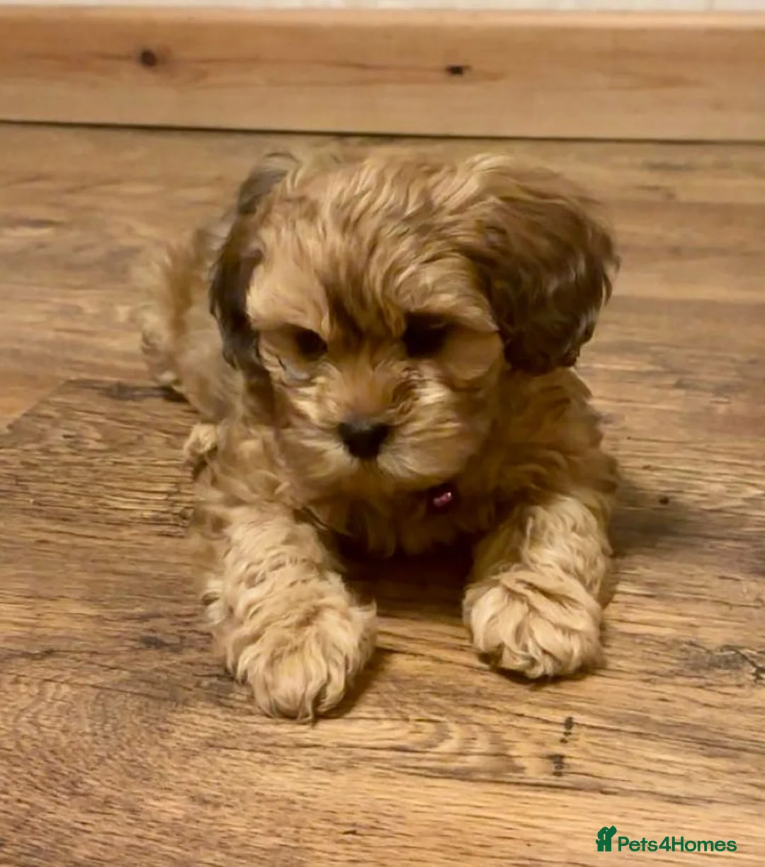 Shihpoo dogs for sale: Shihpoo - Advert 5