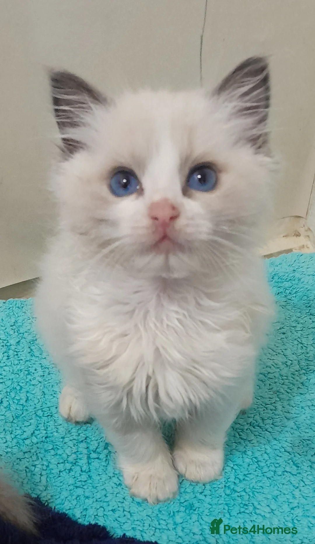 Ragdoll cats for sale: Ragdolls 😸 kittens 😸 looking lovely family - Advert 2