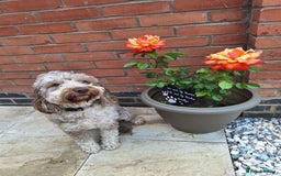 Sproodle dogs for sale: Sproodle Merle puppies  - Image 2