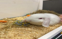 Mini Lop rabbits for sale: Snowball The Mini Lop Rabbit - Albino  - Image 3