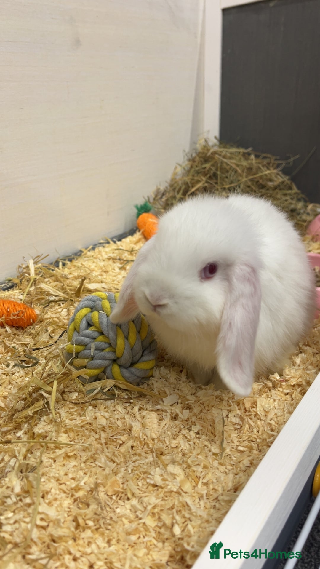 Mini Lop rabbits for sale: Snowball The Mini Lop Rabbit - Albino  - Image 3