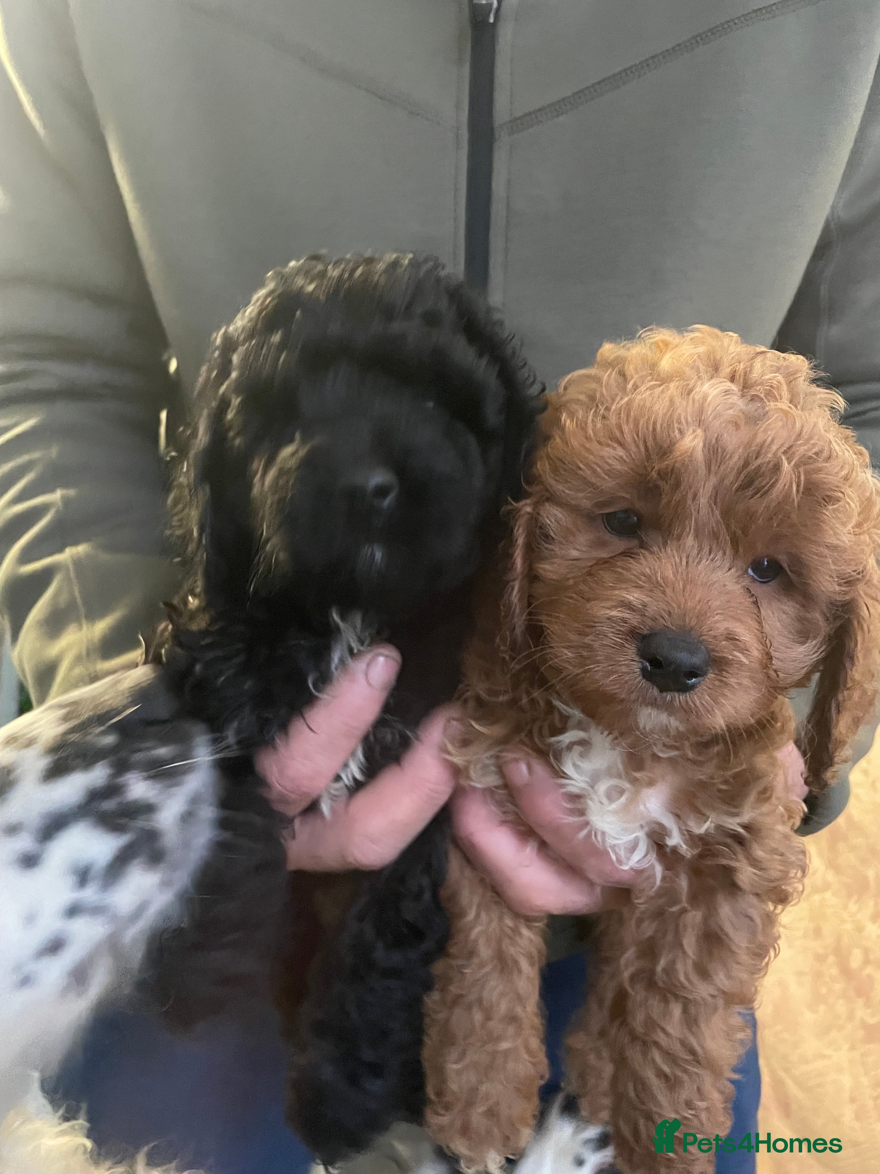 Cockapoo dogs Beautiful toy cockapoo  - Advert 4